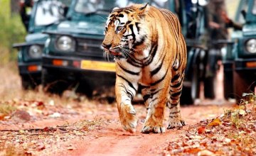 Golden Triangle With Ranthambore